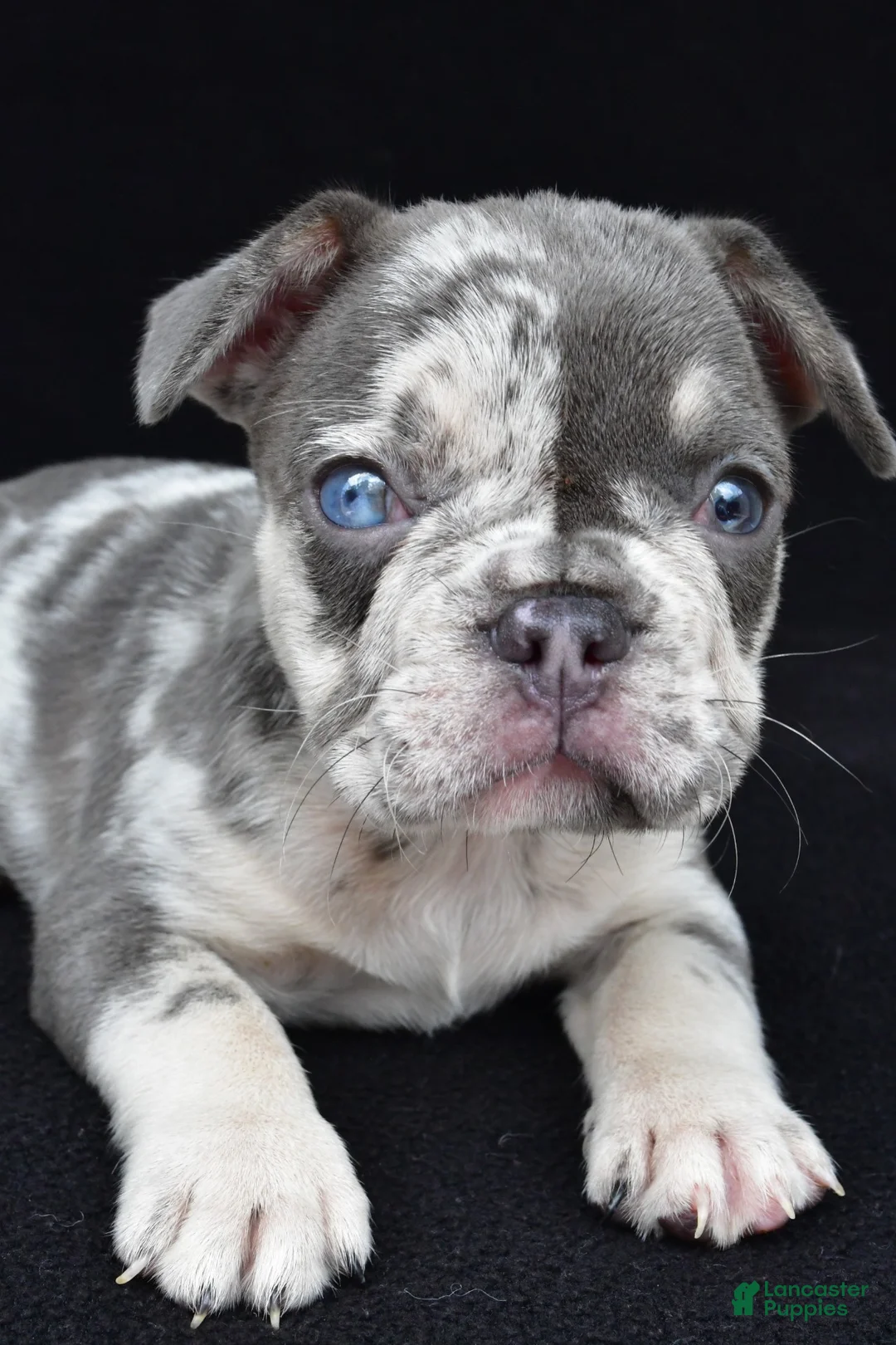 French Bulldog dogs for sale: kya - Ad 2