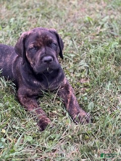 Cane Corso dogs Breanna 675 - Ad 1