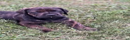 Cane Corso dogs for sale: Breanna 675 - Ad 1