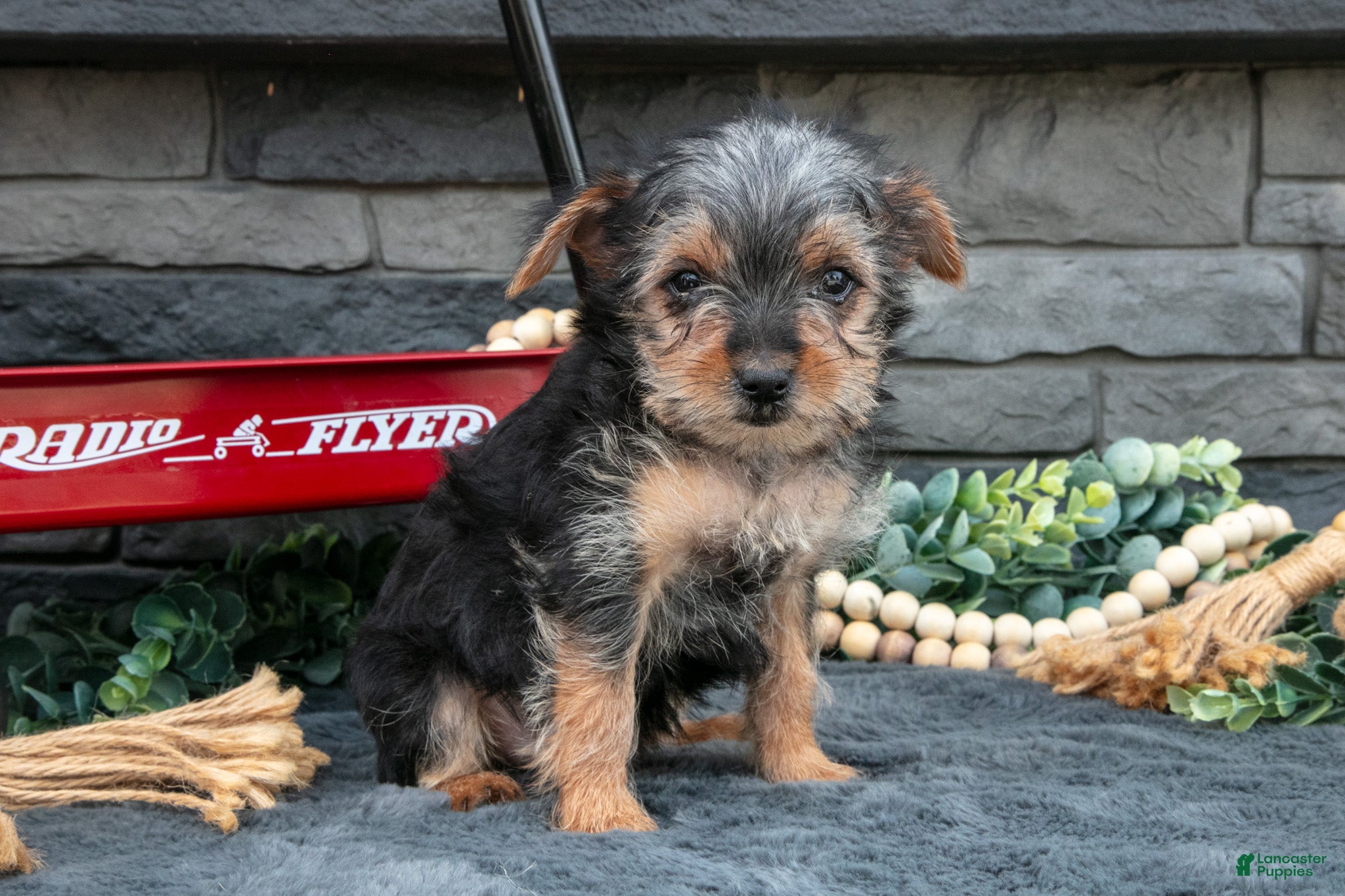 Yorkshire Terrier dogs Maria - Ad 2