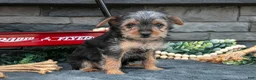 Yorkshire Terrier dogs for sale: Maria - Ad 2