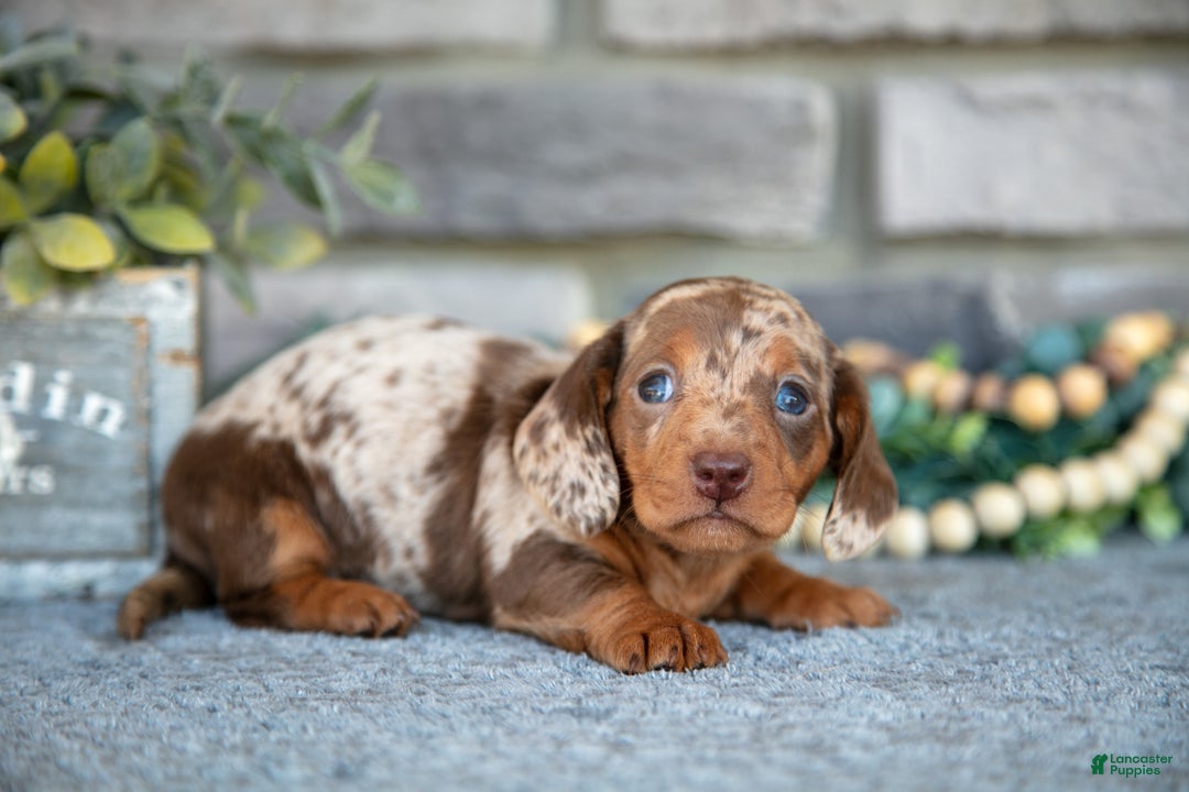 Miniature Dachshund dogs for sale: Tiger - Ad 1