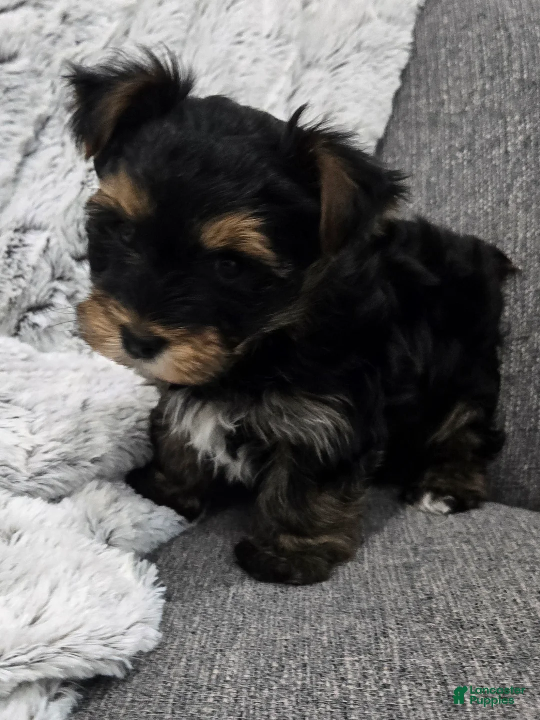 Yorkshire Terrier dogs for sale: Yorkshire Terrier Puppy 1 - Ad 7