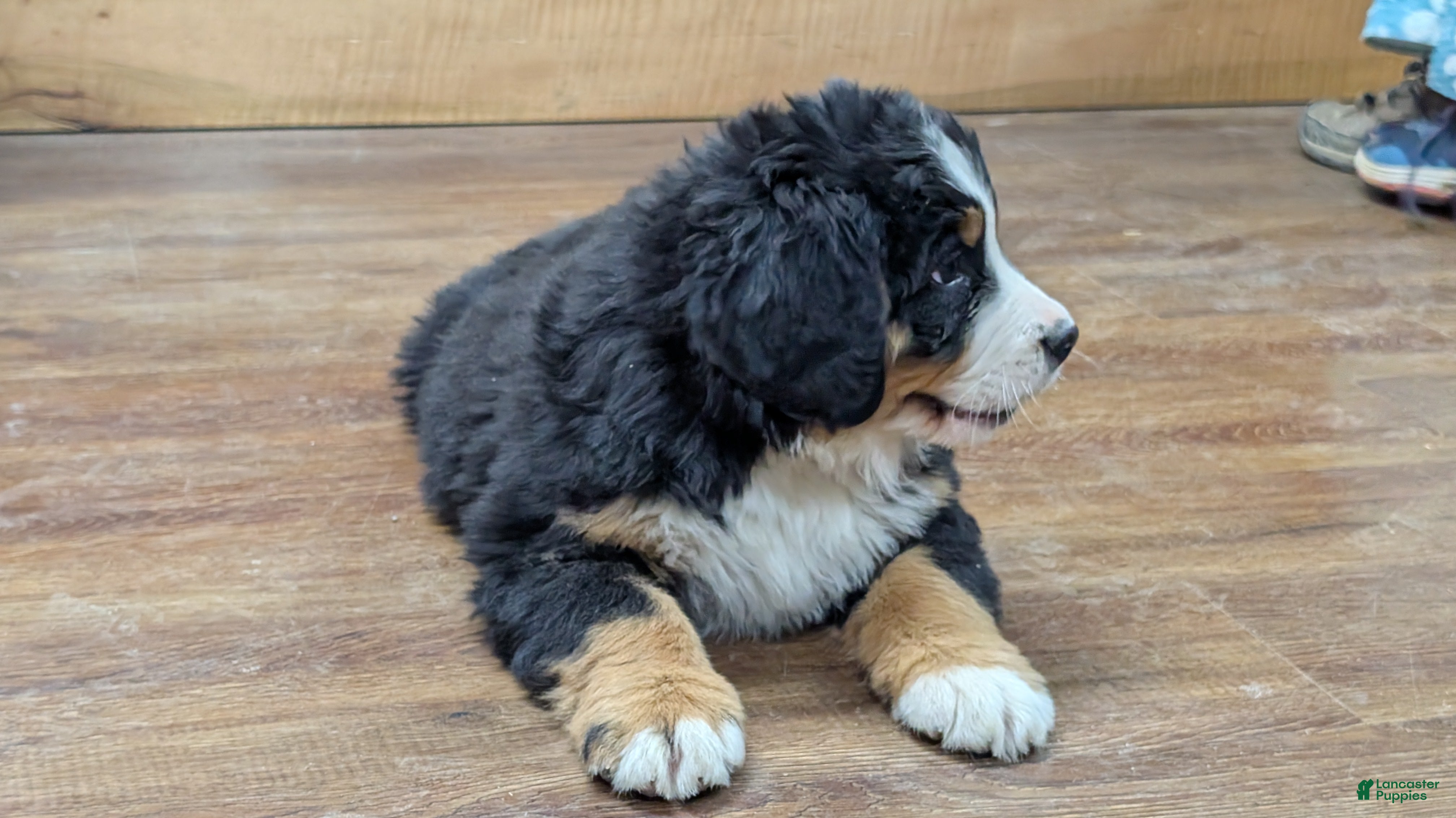 Bernese Mountain Dog dogs Arabelle - Ad 35