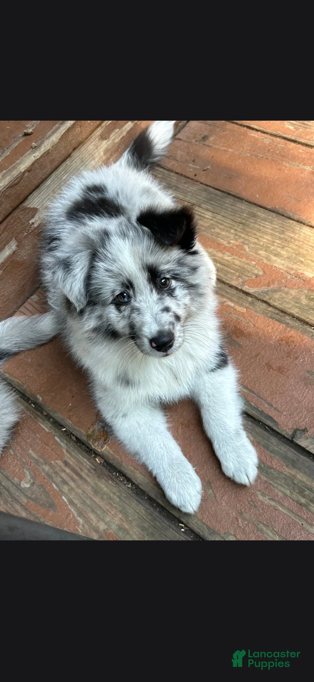 Shetland Sheepdog dogs for sale: Pibbles - Ad 2