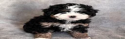 Mini Bernedoodle dogs for sale: Koda - Ad 2
