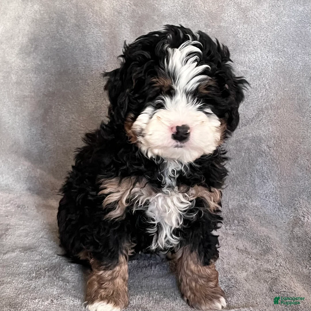 Mini Bernedoodle dogs for sale: Koda - Ad 2