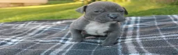 American Bully dogs for sale: Baloo - Ad 6