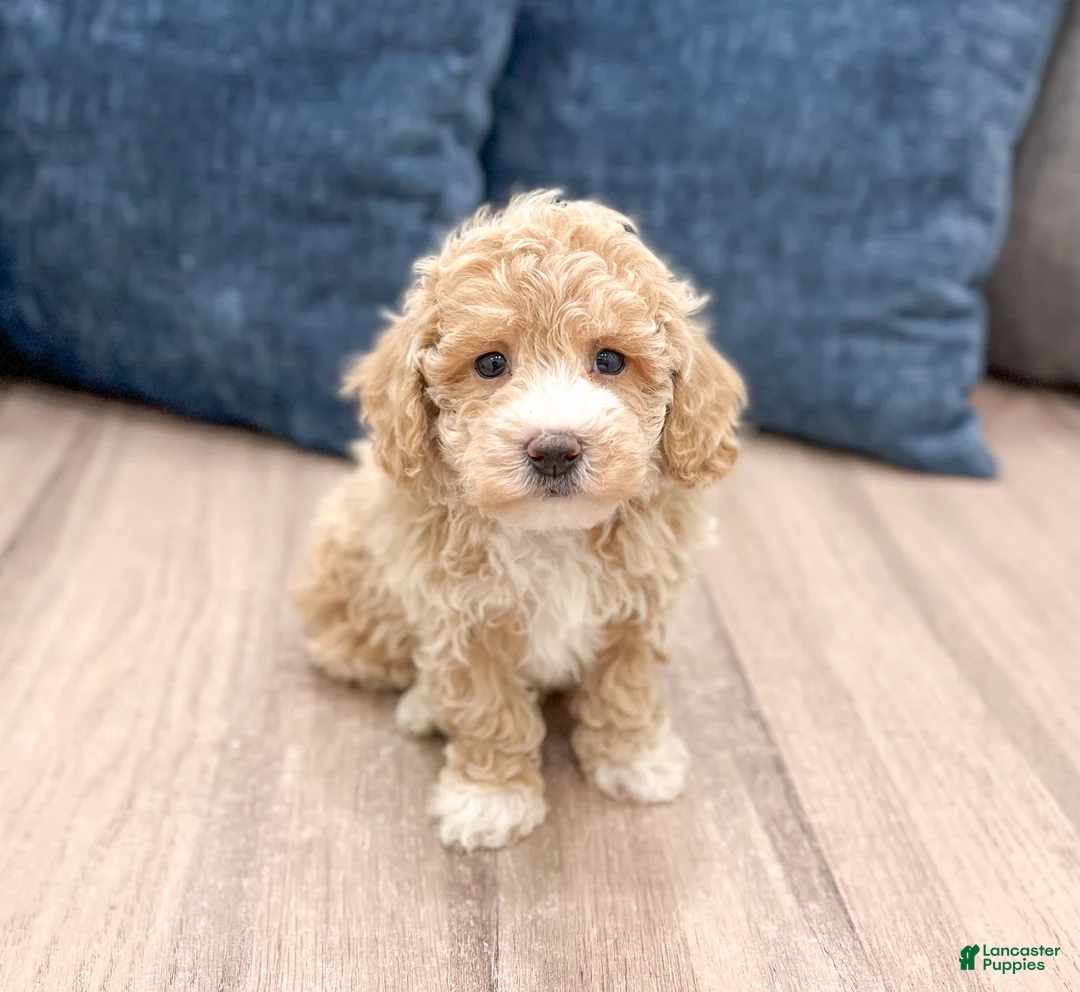 Bichpoo dogs for sale: Roscoe - Ad 1