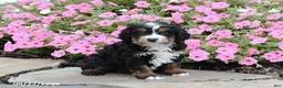 Mini Bernedoodle dogs for sale: Andrew - Ad 3