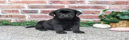 Labrador Retriever dogs for sale: Opal - Ad 1