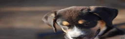 Mixed Breed dogs for sale: Bandogge Bart - Ad 5