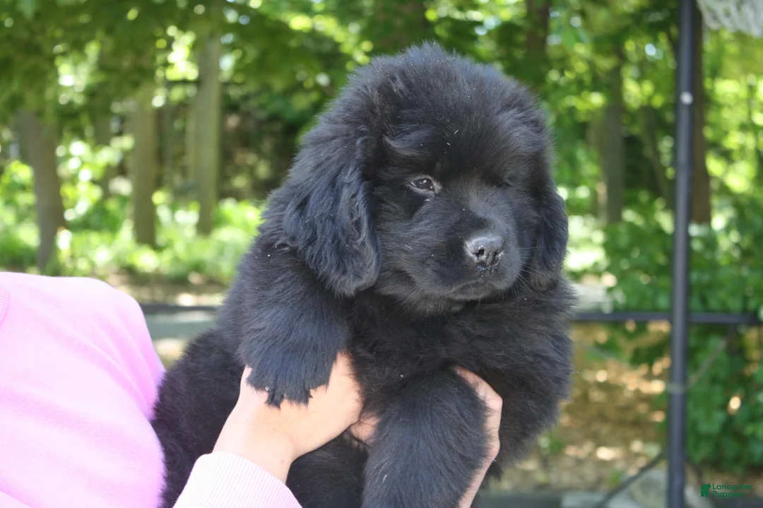 Newfoundland dogs for sale: Midnight - Ad 2