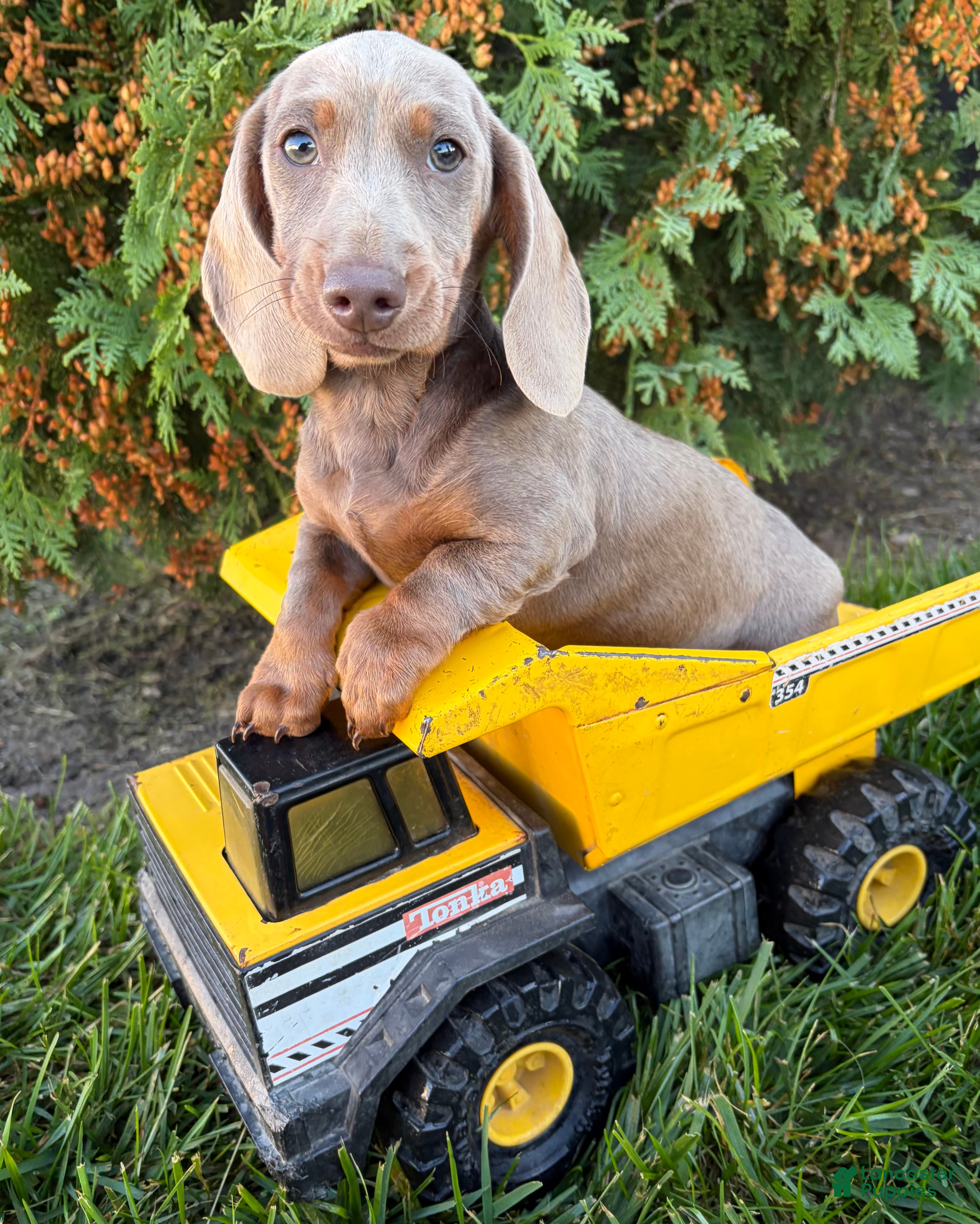 Miniature Dachshund dogs Briggs - Ad 2