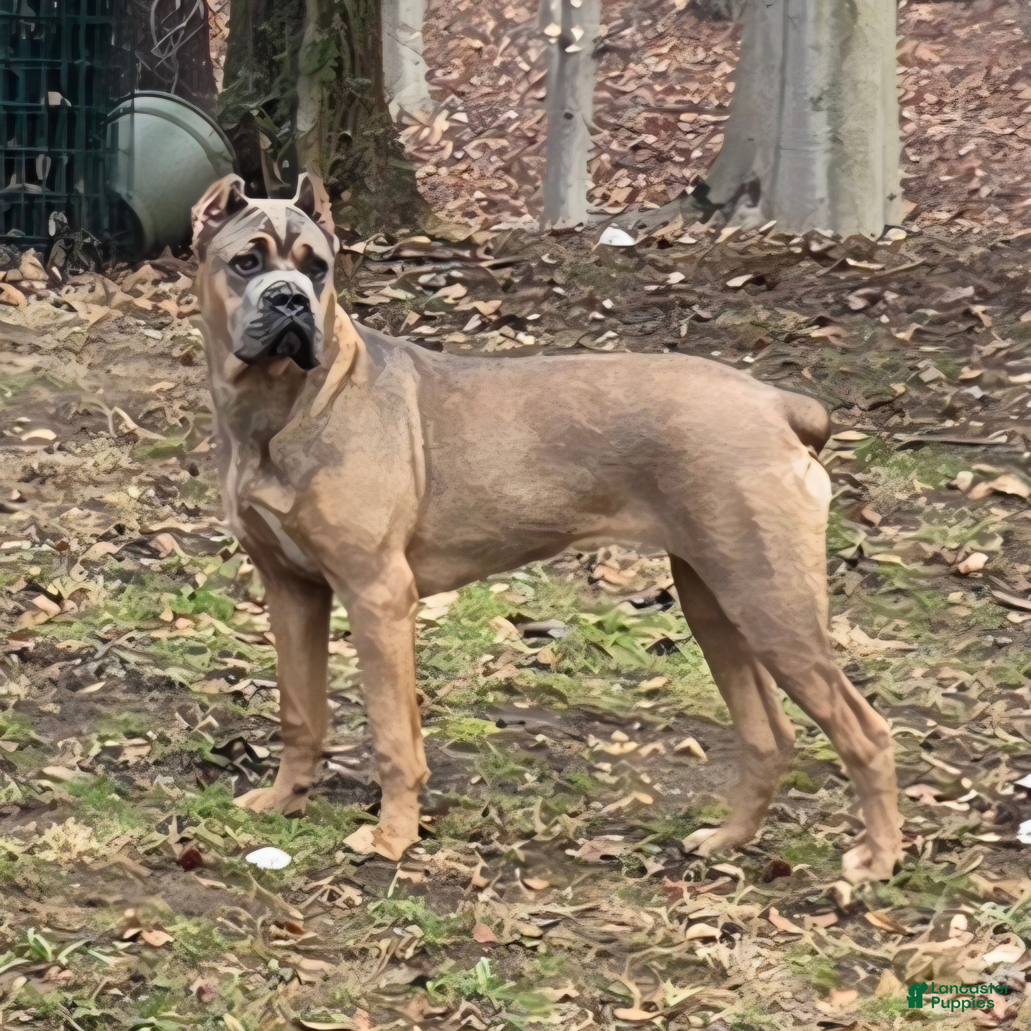 Cane Corso dogs Doja - Ad 1