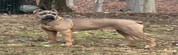 Cane Corso dogs for sale: Doja - Ad 1