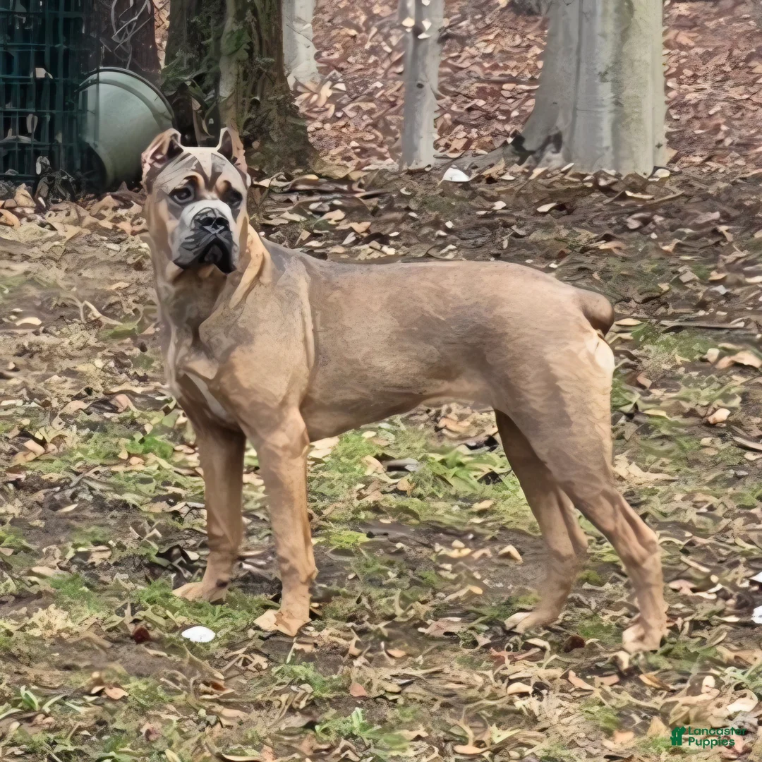 Cane Corso dogs for sale: Doja - Ad 1