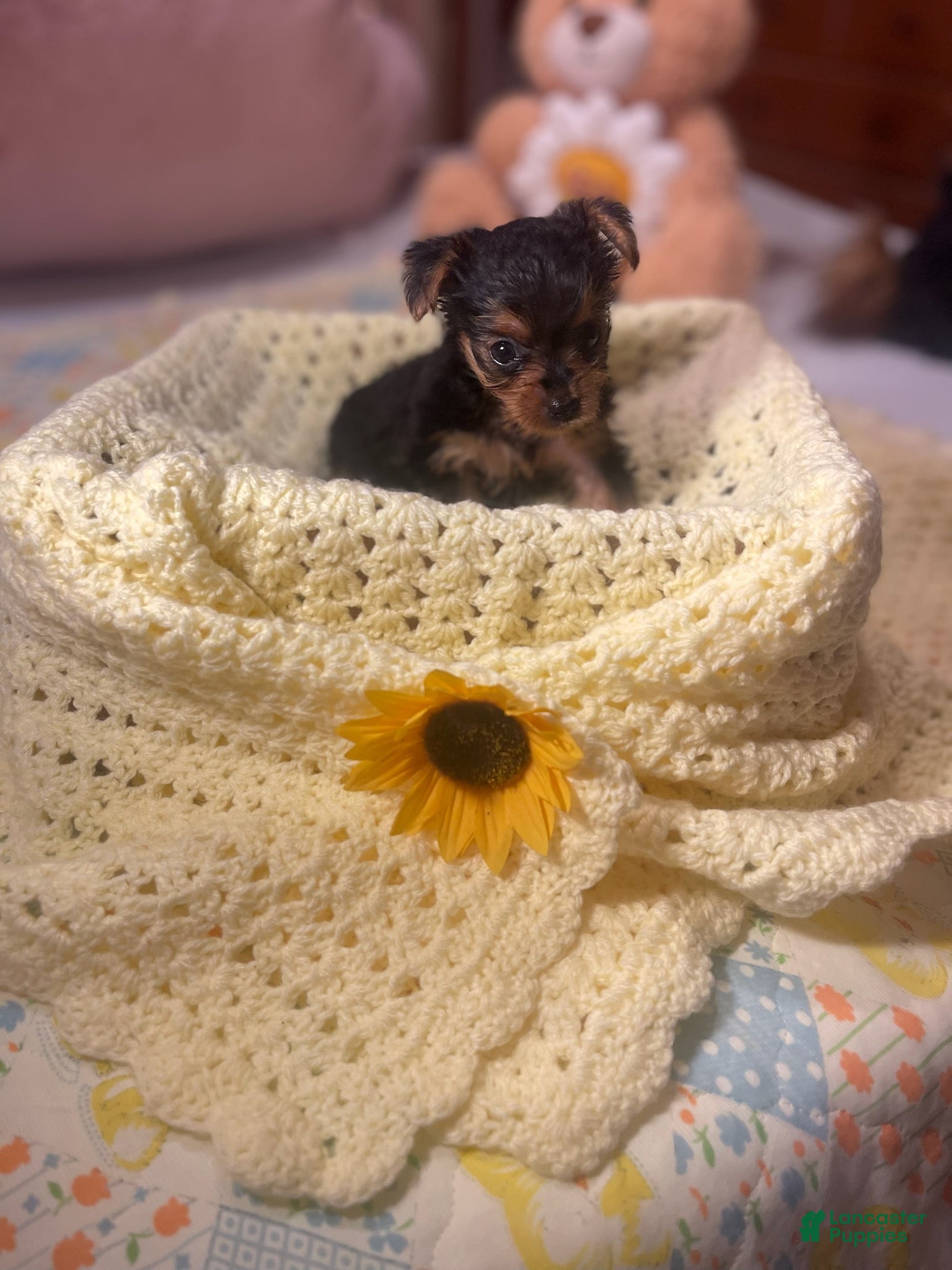 Yorkshire Terrier dogs for sale: Yorkshire Terrier 3 - Ad 3