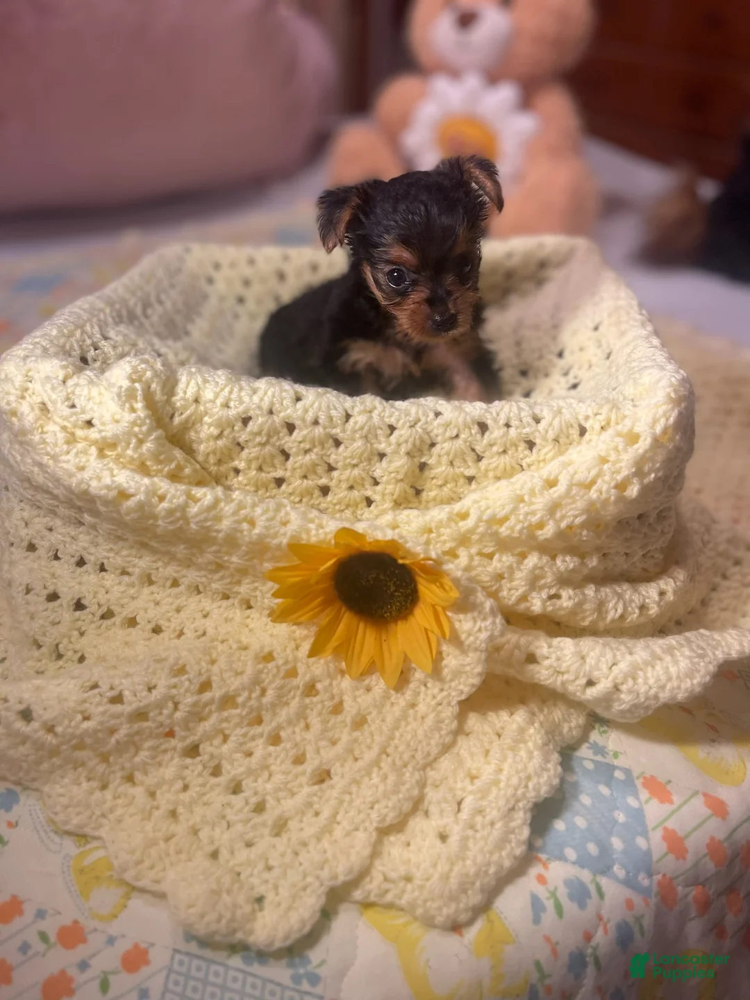 Yorkshire Terrier dogs for sale: Yorkshire Terrier 3 - Ad 1