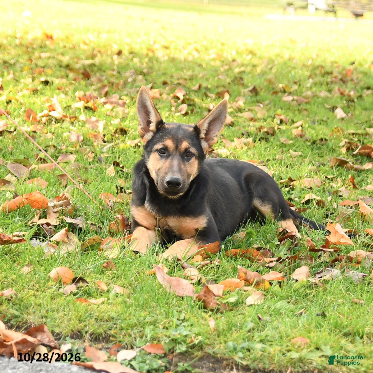 German Shepherd dogs for sale: Nutmeg - Ad 2