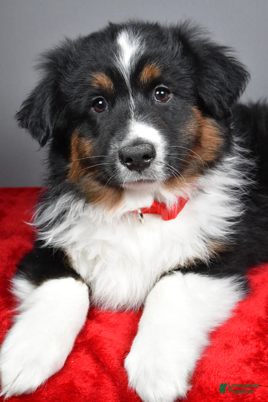 Miniature Australian Shepherd dogs for sale: Hunter - Ad 2