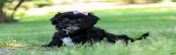 Shih Tzu dogs for sale: Layla - Ad 3