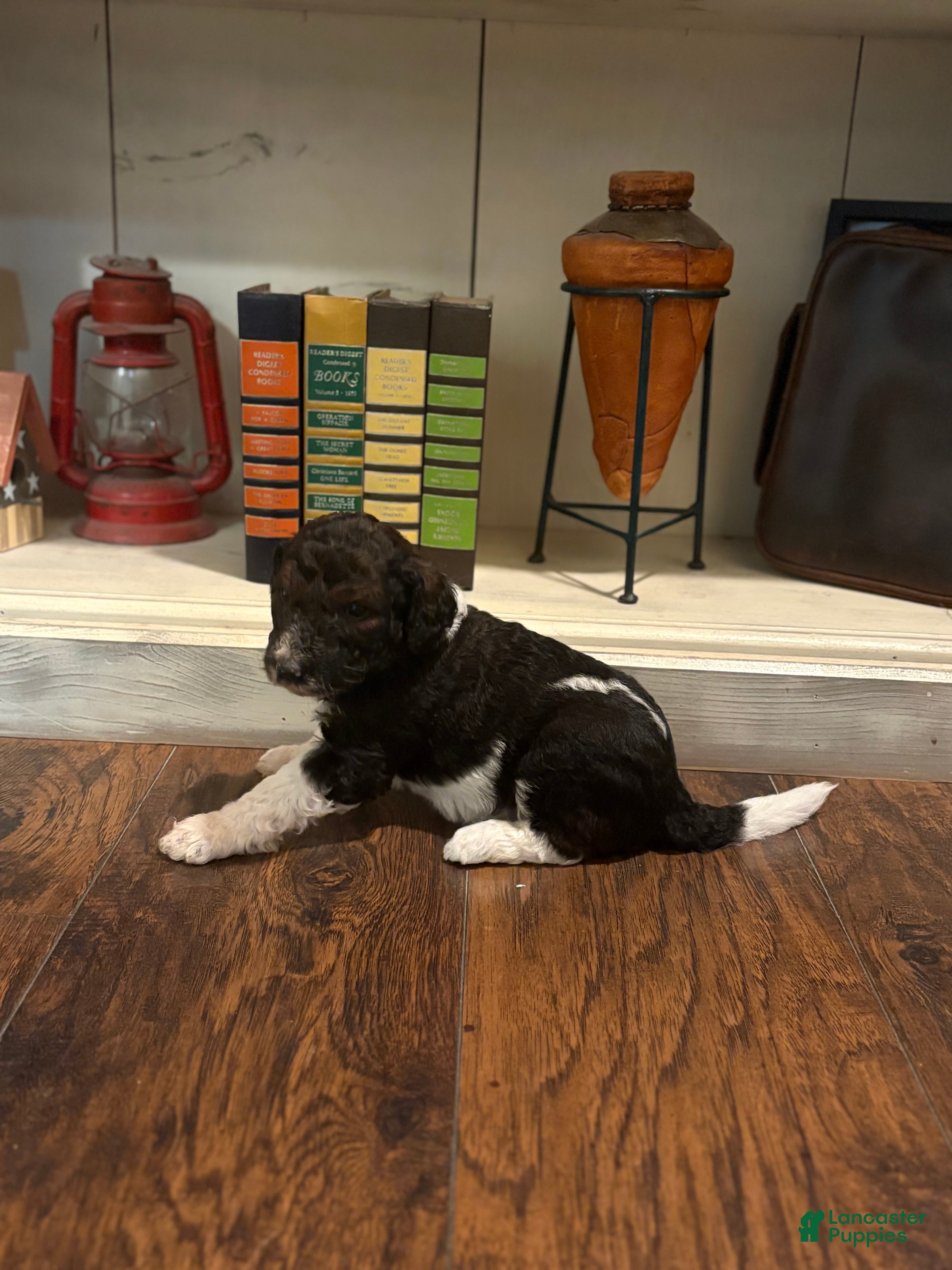 Goldendoodle dogs Goldendoodle Puppy 1 - Ad 26