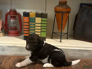 Goldendoodle dogs Goldendoodle Puppy 1 - Ad 26