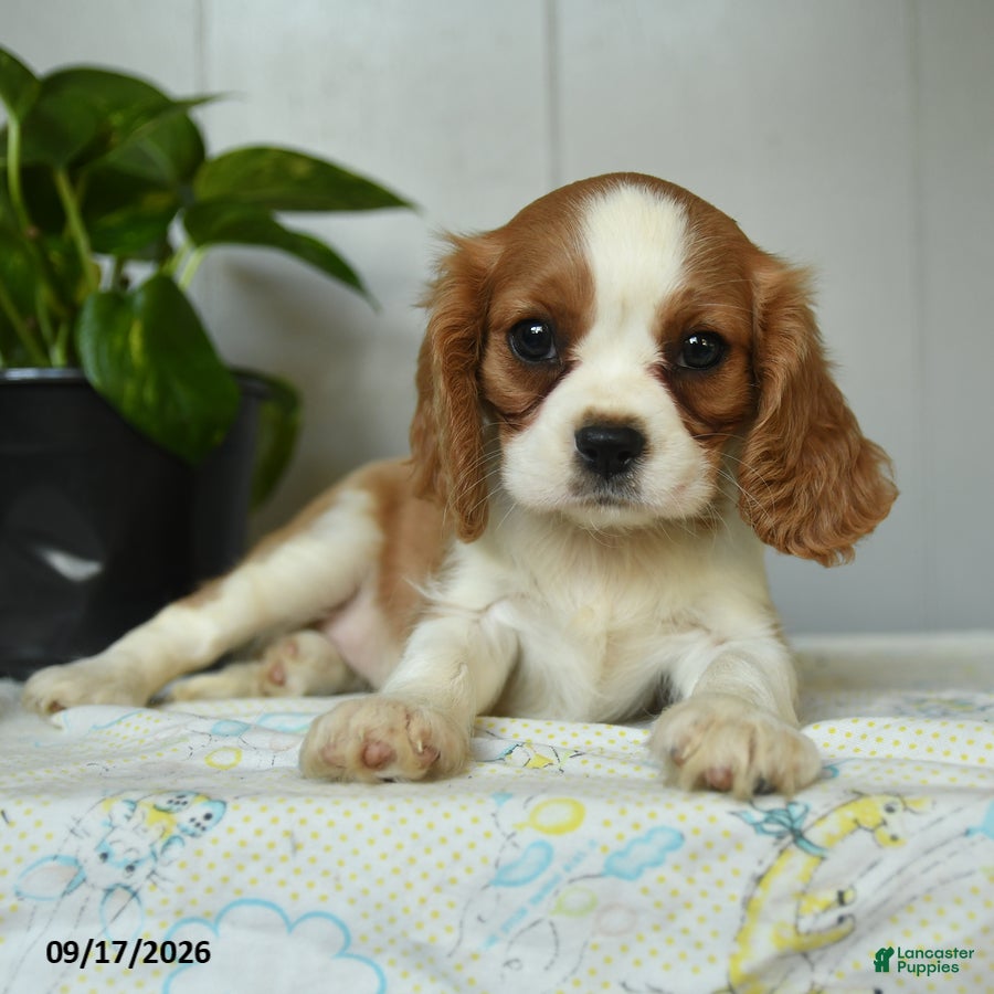 Cavalier King Charles Spaniel dogs Pumpkin - Ad 2