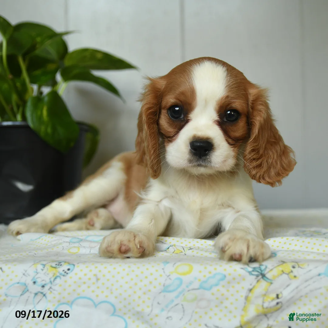 Cavalier King Charles Spaniel dogs for sale: Pumpkin - Ad 2