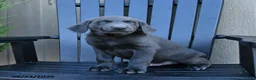 Labrador Retriever dogs for sale: Hickory - Ad 5