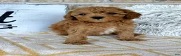 Cavapoo dogs for sale: Reid - Ad 5