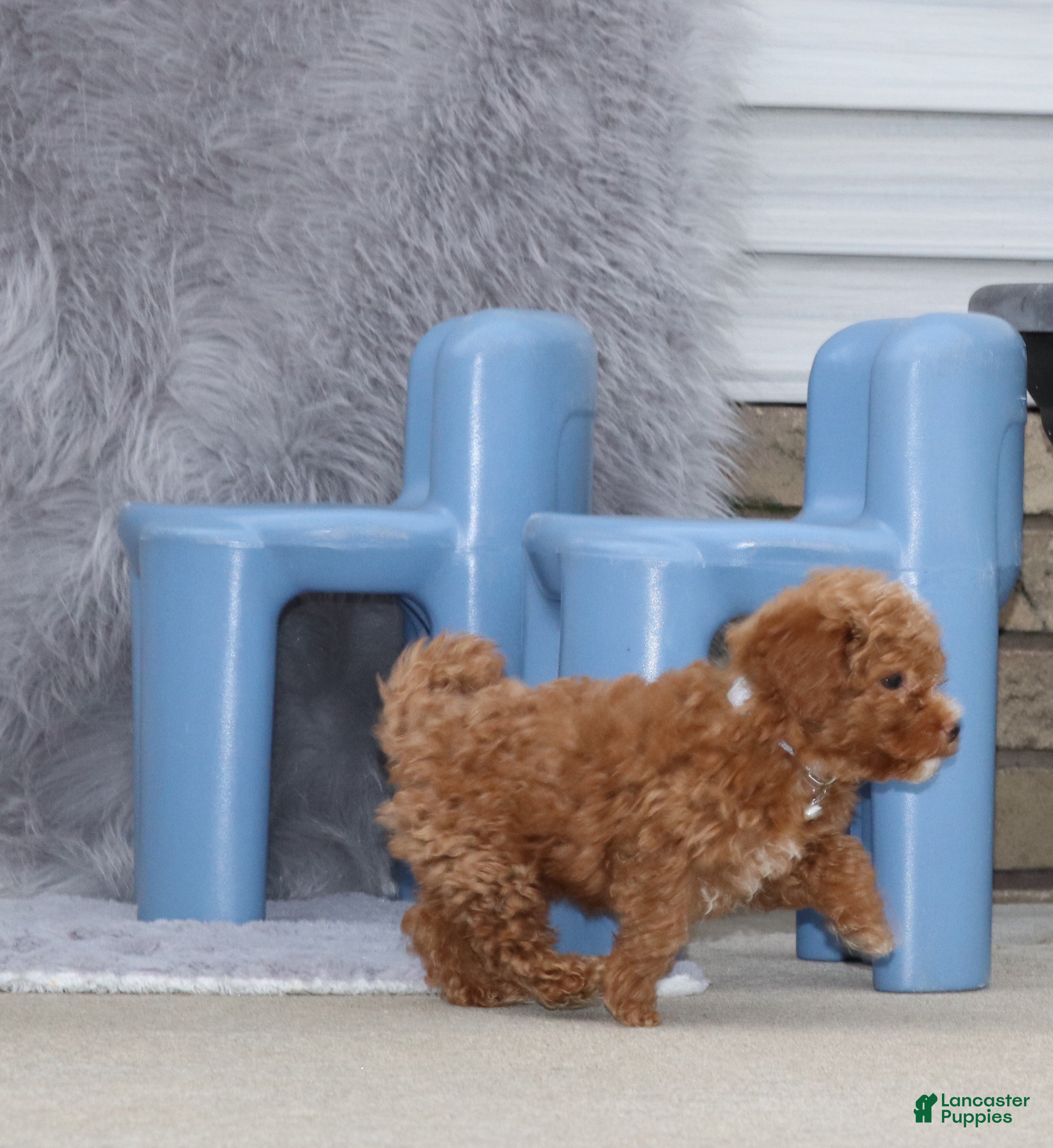 Havapoo dogs Ernie 💙 - Ad 7