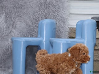 Havapoo dogs Ernie 💙 - Ad 16