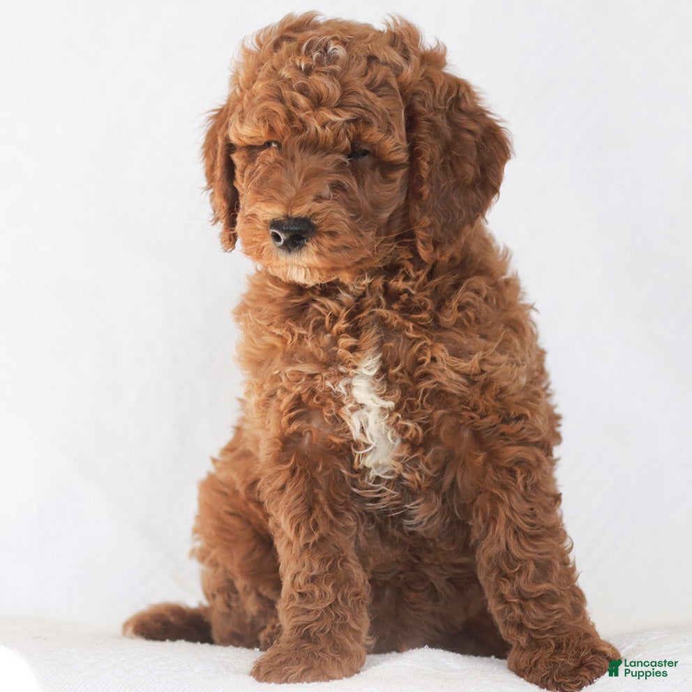 Mixed Breed dogs Ranger Jr. - Ad 35