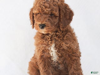 Mixed Breed dogs Ranger Jr. - Ad 35