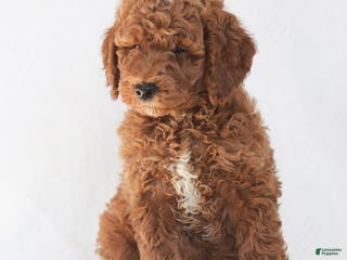 Mixed Breed dogs Ranger Jr. - Ad 39