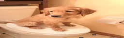Golden Retriever dogs for sale: Prince - Ad 27