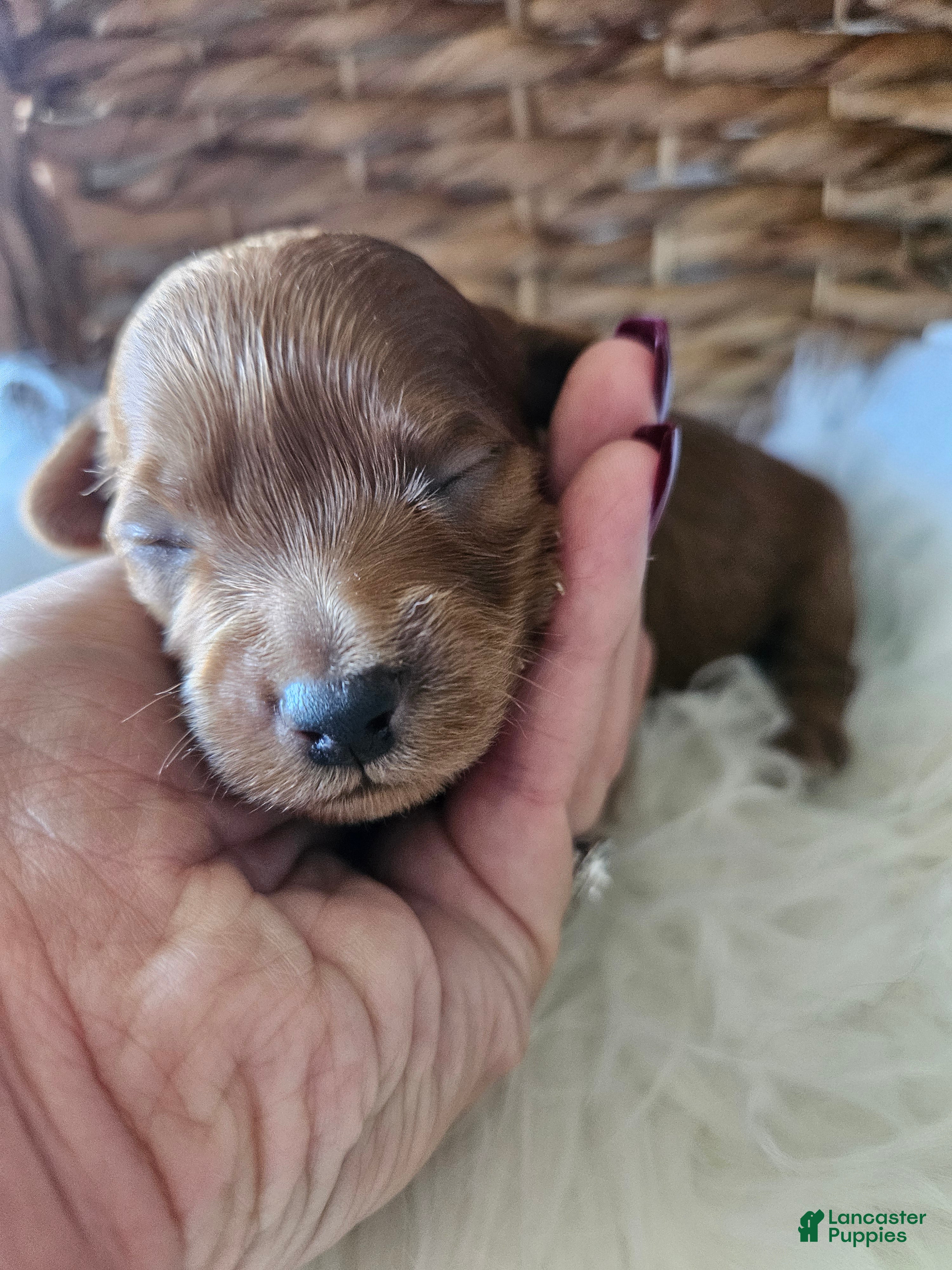 Cavapoo dogs Goose - Ad 11