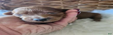 Goose