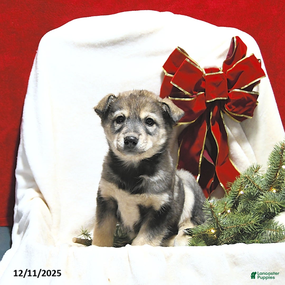 Mixed Breed dogs for sale: Lacey - Ad 3