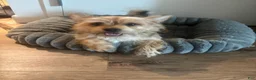 Shorkie dogs for sale: Shorkie Puppy 1 - Ad 3