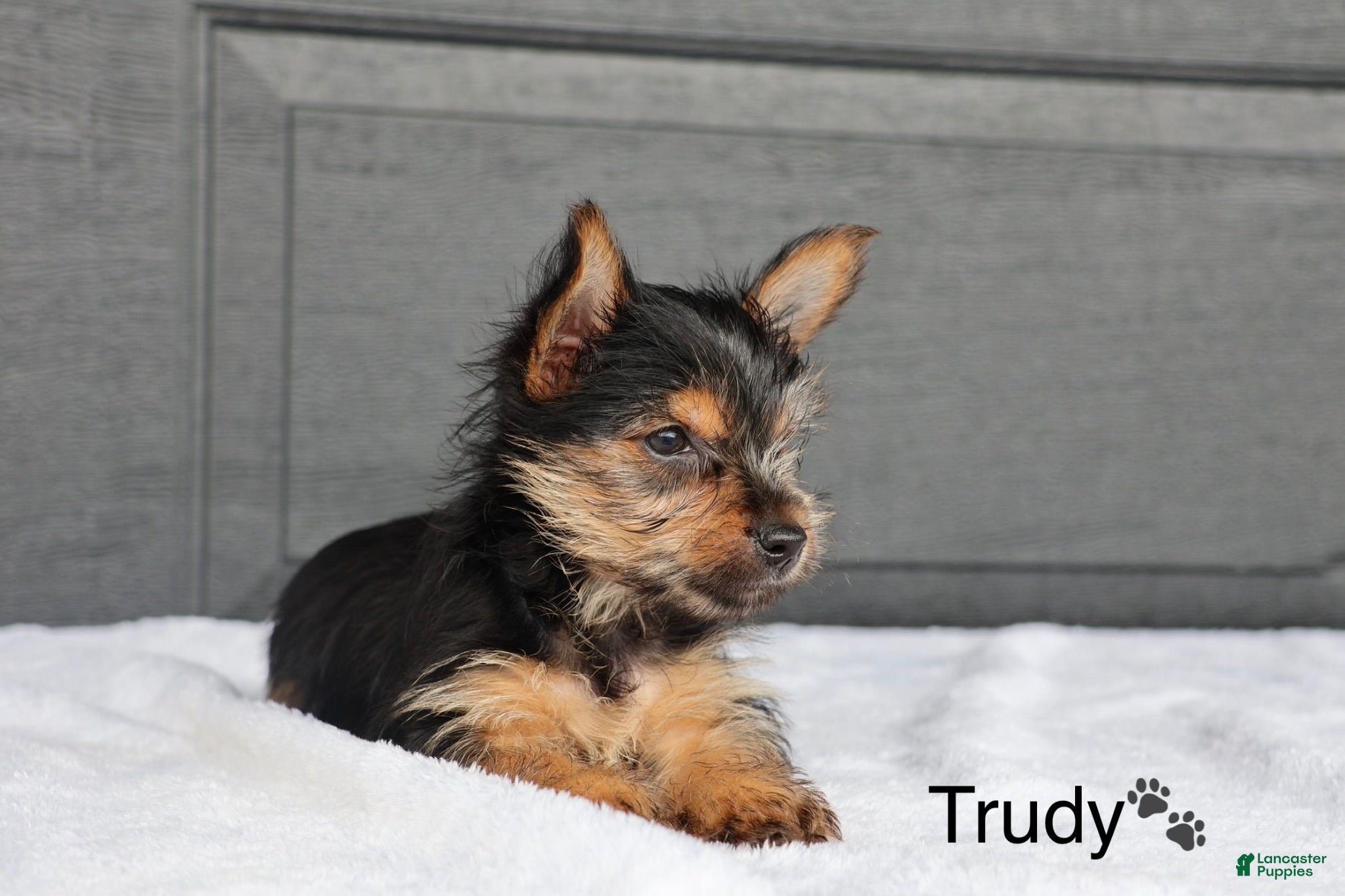 Yorkshire Terrier dogs Trudy - Ad 2