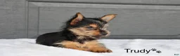 Yorkshire Terrier dogs for sale: Trudy - Ad 2