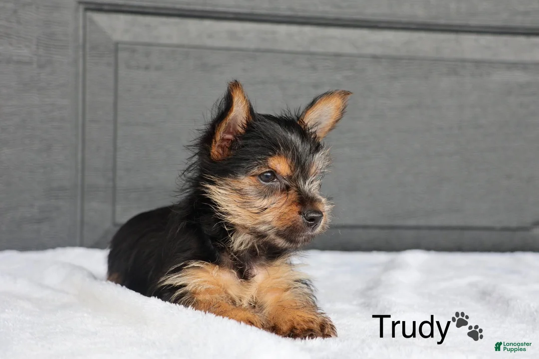 Yorkshire Terrier dogs for sale: Trudy - Ad 2