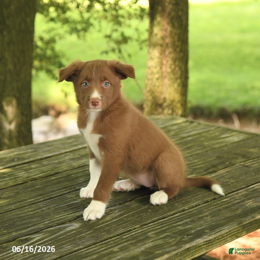 Border Collie dogs Flower - Ad 1