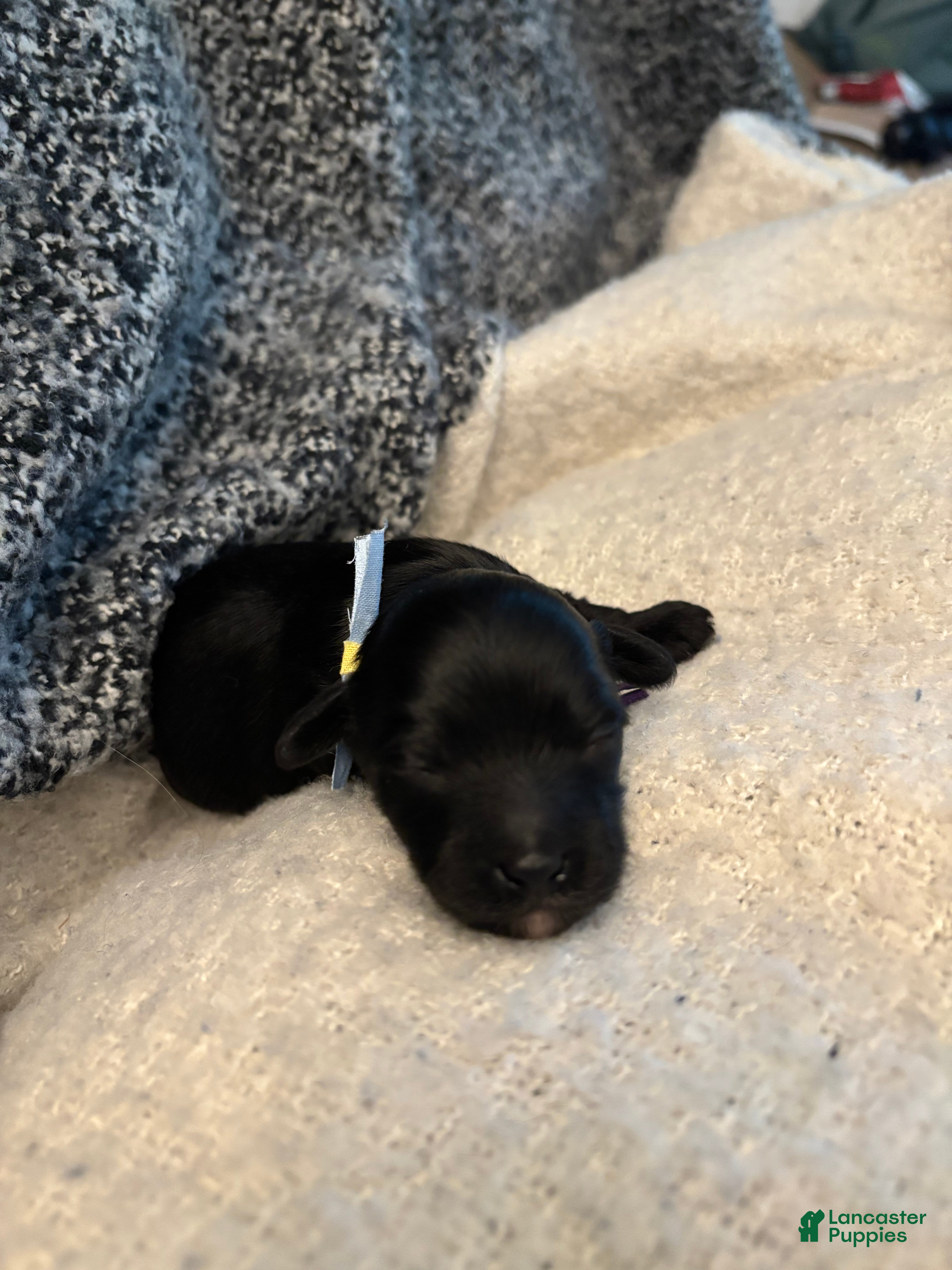 Yorkiepoo dogs Mushu - Ad 1