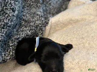 Yorkiepoo dogs for sale: Mushu - Ad 1