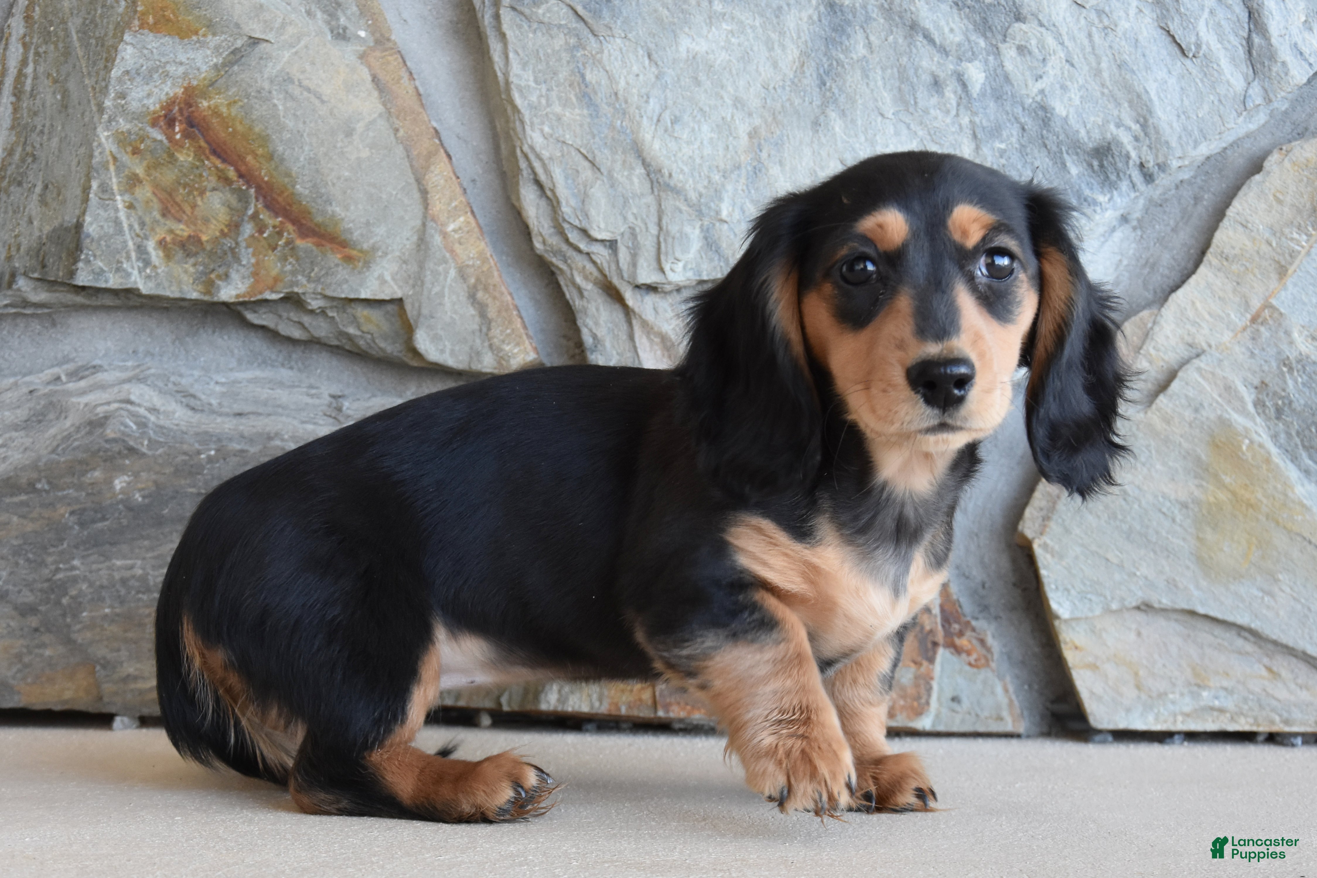 Miniature Dachshund dogs Addalyn - Ad 1