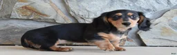 Miniature Dachshund dogs for sale: Addalyn - Ad 1